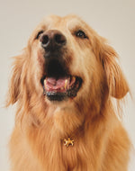 Collar Golden Retriever